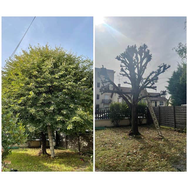 Élagage d'un tilleul avant et après taille sévère dans un jardin de pavillon