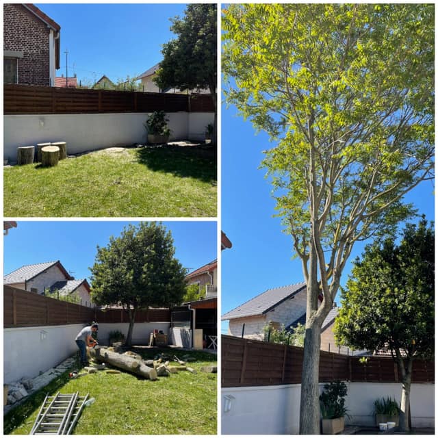 Abattage d'un arbre et tronçonnage du tronc dans un jardin clos de pavillon