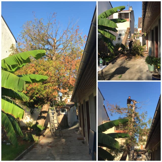 Abattage d'un arbre sec dans une cour étroite entre deux maisons, étapes de démontage à l'échelle