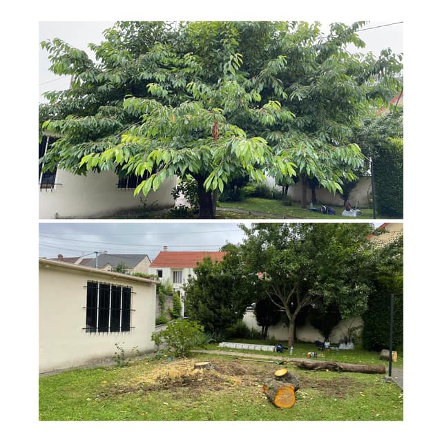 Abattage d'un cerisier en jardin de pavillon, photo avant et après avec billons rangés