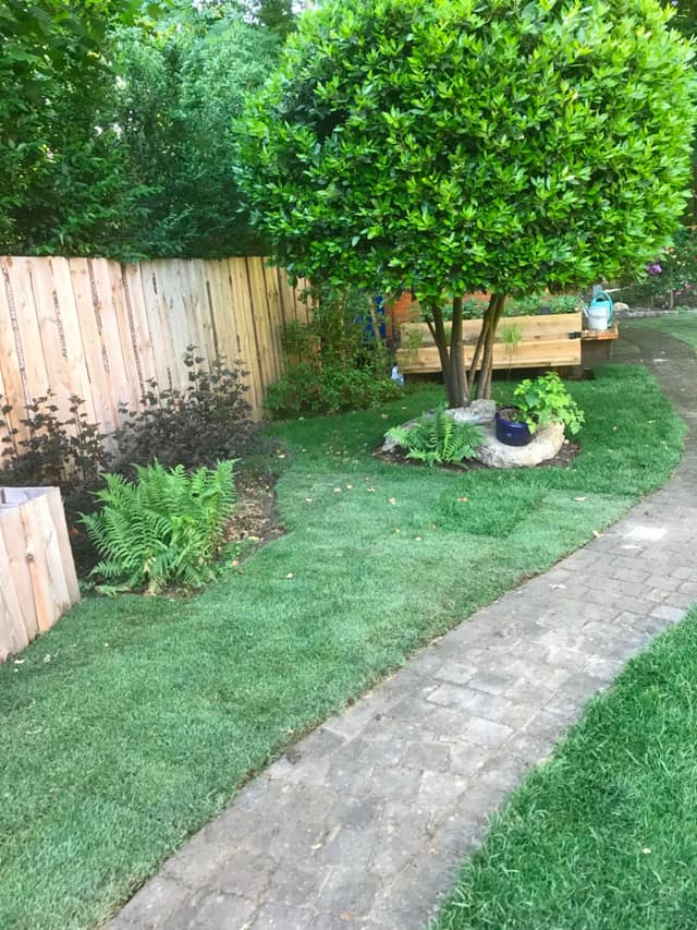 Jardin aménagé avec gazon neuf, massifs de fougères, allée pavée et clôture bois