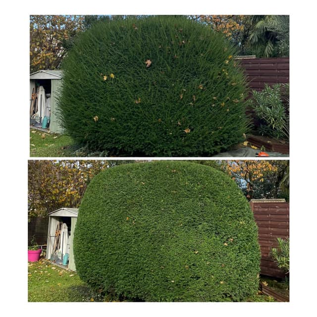 Taille en boule d'un if de jardin : arbuste avant taille et après taille nette