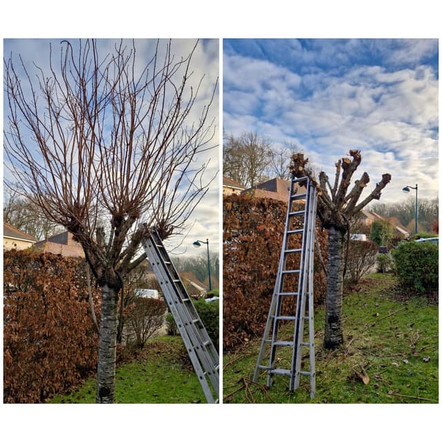Taille sévère d'un arbre d'ornement à l'échelle le long d'une haie de charmes, avant et après