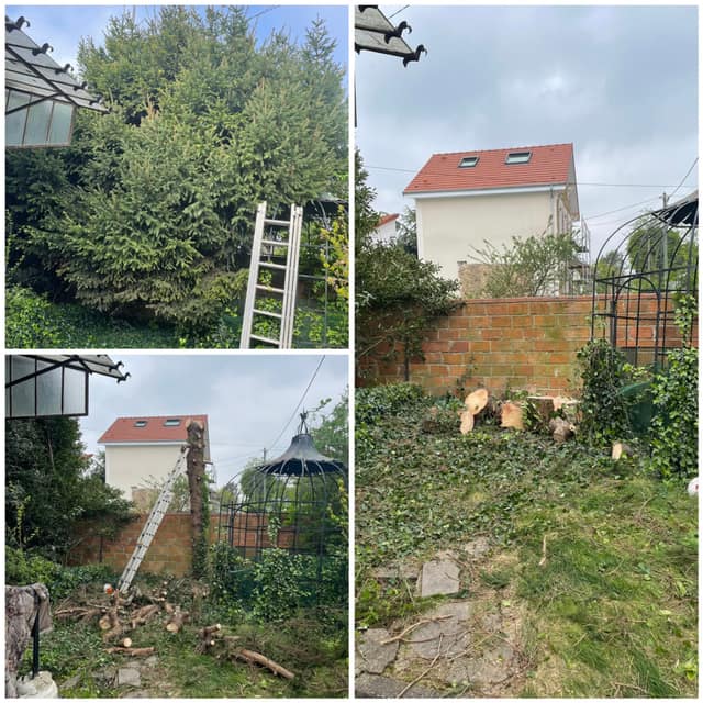 Abattage d'un sapin en jardin urbain : démontage par sections et évacuation des billons