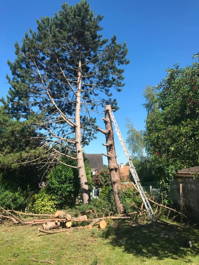 Abattage d'un grand pin par démontage en sections avec billons au sol dans un jardin