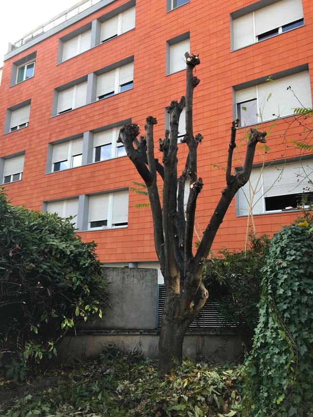 Arbre élagué sévèrement au pied d'un immeuble en ville par un élagueur