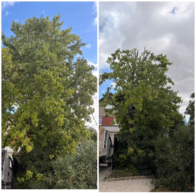 Avant et après l’élagage de la couronne d’un érable dans un jardin à Drancy