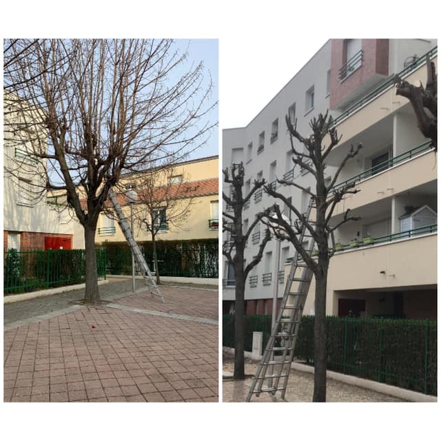 Élagage d'arbres d'alignement en copropriété : arbres avant et après taille en têtard