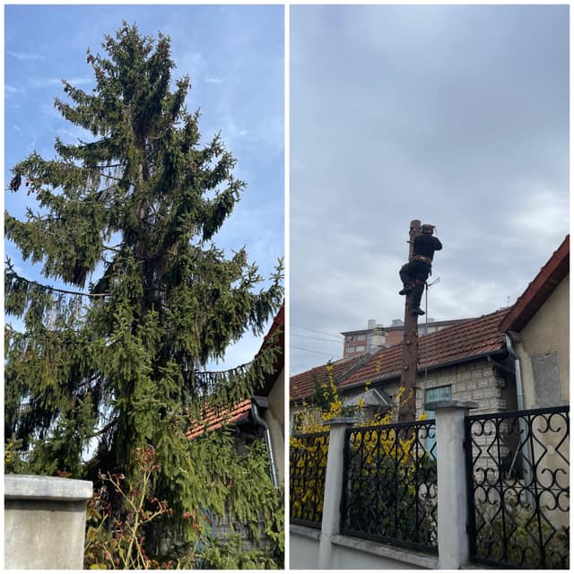 Abattage et démontage d'un grand sapin par un élagueur grimpeur, avant et après