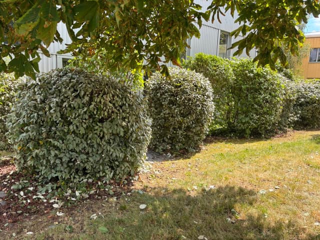 Haie d'élaeagnus taillée en boules le long d'un bâtiment avec pelouse tondue