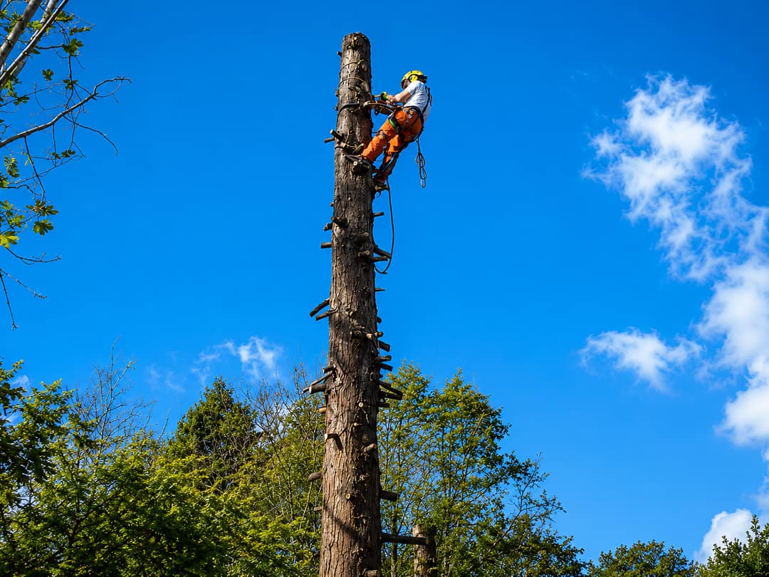 Élagueur grimpeur en haut d'un grand arbre à Noisy-le-Grand, ciel bleu