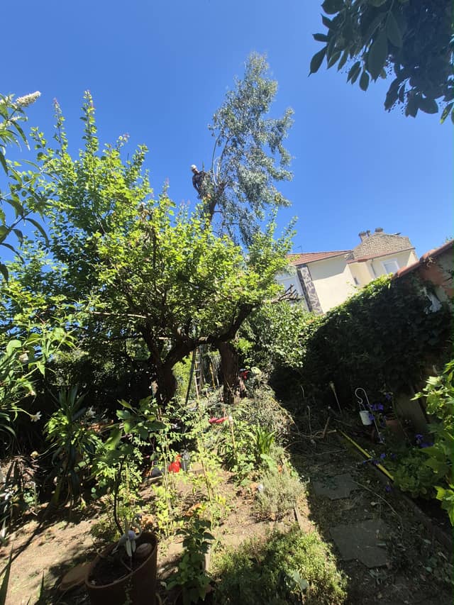Démontage d'un grand arbre par un élagueur grimpeur au-dessus d'un jardin de particulier