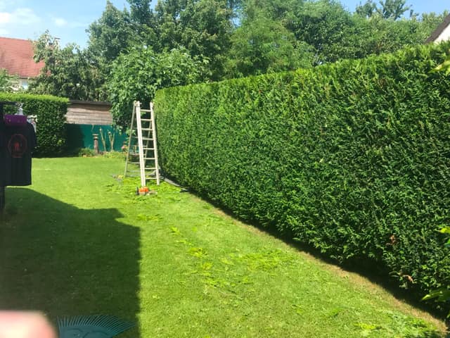 Haie de thuyas taillée au cordeau dans un jardin pavillonnaire avec échelle et taille-haie