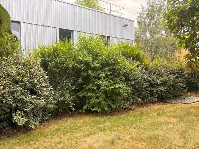 Haie d'arbustes libres avant taille le long d'un bâtiment avec pelouse et paillage