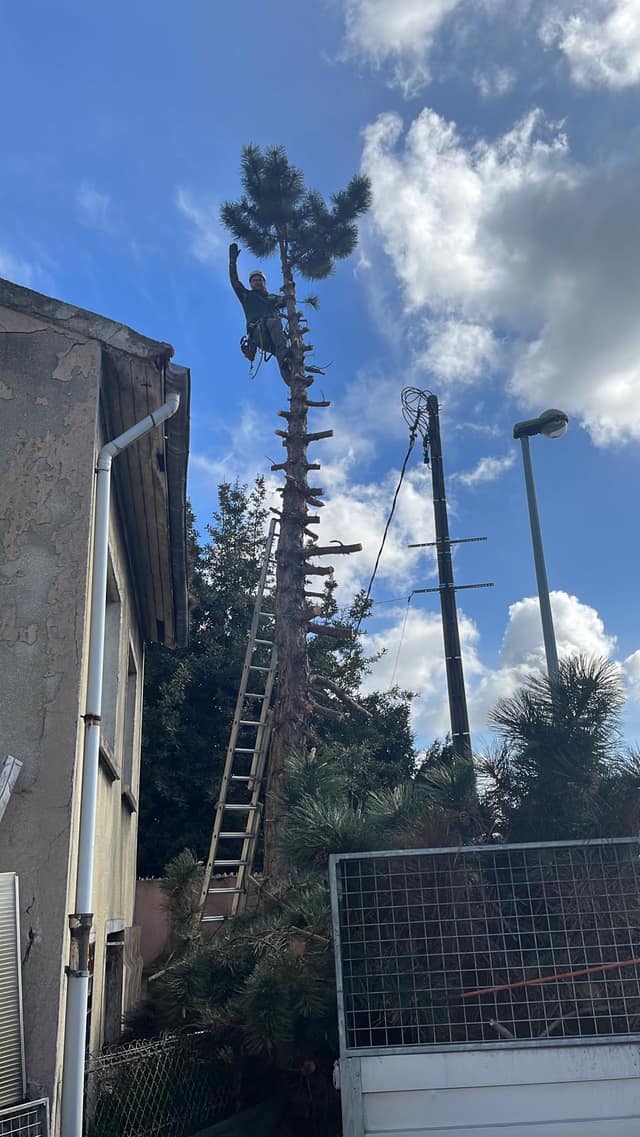Démontage d'un grand pin par un élagueur grimpeur encordé le long d'un bâtiment