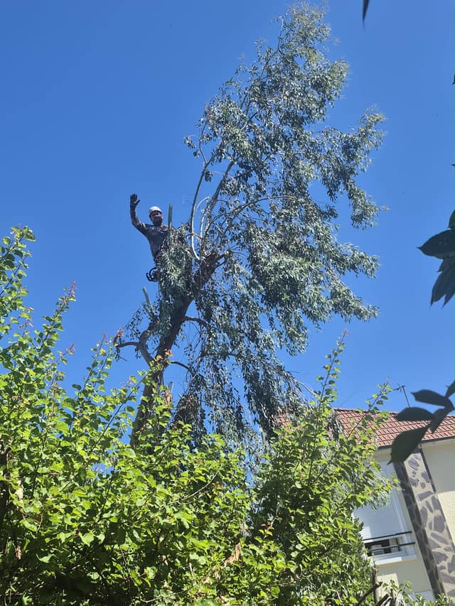 Élagueur grimpeur encordé au sommet d'un grand arbre lors d'un démontage en jardin pavillonnaire